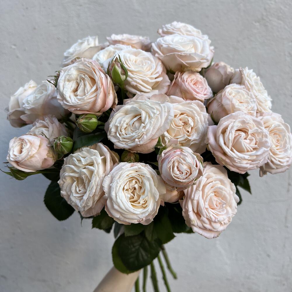 Охапка кустовых пионовидных роз Охапка кустовых пионовидных роз